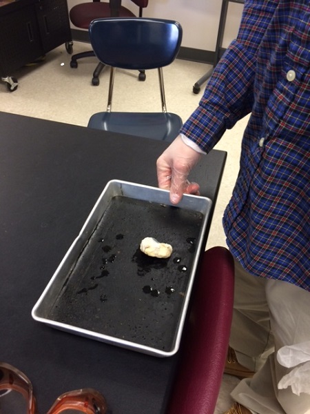 Anatomy class disects sheep eyeballs