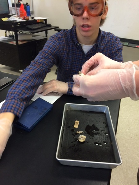 Riley Hough (16') preforms a proper dissection in an Anatomy class. Students learned that a sheep's eye closely resembles a human's eye.
