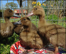 Make Way for Ducklings celebrates its 75th anniversary this year.  The BCPL will celebrate the story  at its reopening.