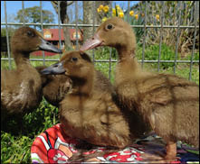 "Make Way for Ducklings" celebrates its 75th anniversary this year. The BCPL will celebrate the story at its reopening.