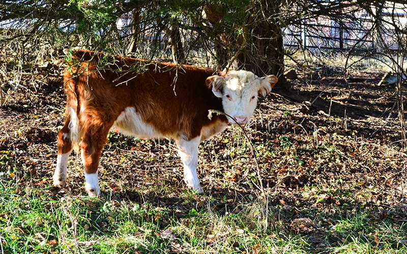 The agriculture department’s new heifer, Luna, stands under a tree in her pen on the day of her arrival. She kept her distance from the crowd of students and faculty that flocked to greet her. “My hope is the calf provides more interest in the Ag program at HHS,” said Tom Waters, the farmer who delivered the heifer. “To have something tangible to work with daily versus looking at video or a textbook should provide a rewarding connection with those in the program.”