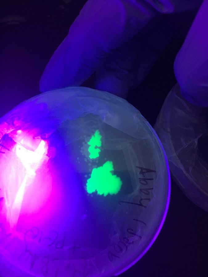 Bacteria grown in a culture plate engineered to glow green by biotechnology students. 