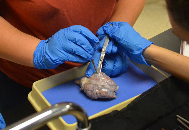 Morgan Zinkhan ('18) examines one of the sheep brains in Anatomy. She made incisions in the brain to expose the inside.