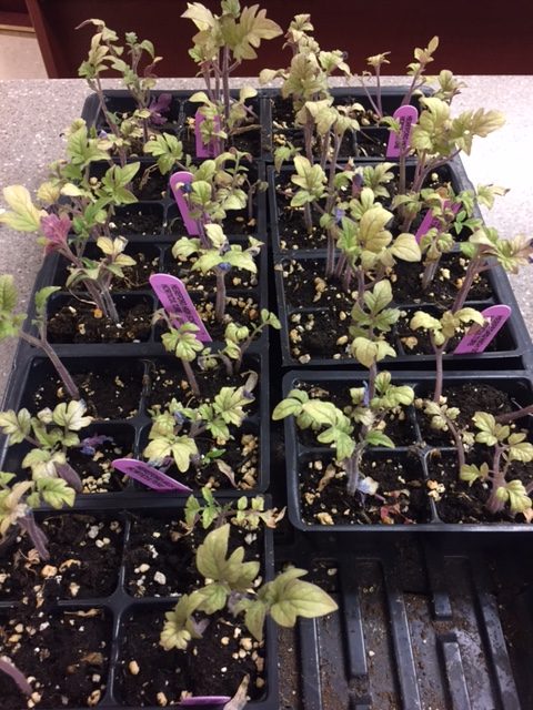 Seedlings are planted and sold by the Ag. Dept. All profits went to the program. 