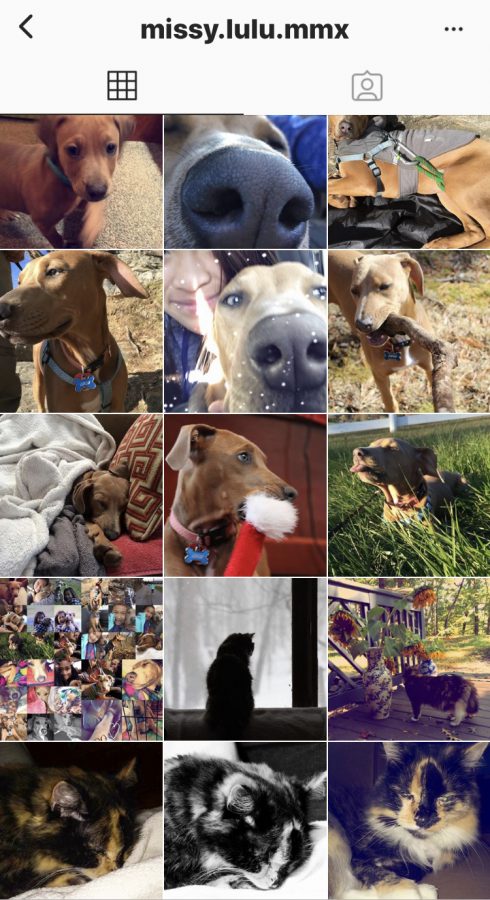 Borton+owns+an+account+for+her+dog+Lulu.++She+started+this+account+in+2015+to+post+cute+pictures+of+her+dog.