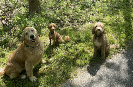 Bentley, Marley, and Roxie after a fun hot day swimming in the gunpowder river. 