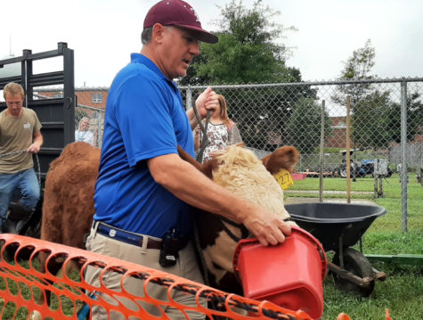 Hereford welcomes back our barnyard friends