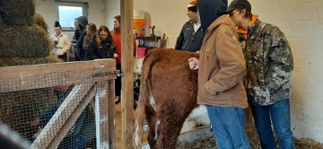 Ag. students crowd in the barn and observe the preparation for the insemination. The group huddled together to watch the full process on a frigid Friday morning.