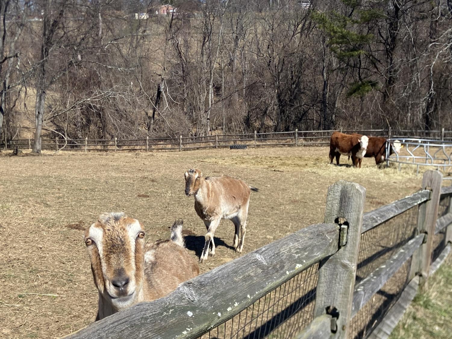 Part of Hereford’s agricultural program includes caring for animals, which ensures that future farmers and wildlife caretakers will treat them in a humane and ethical way.  